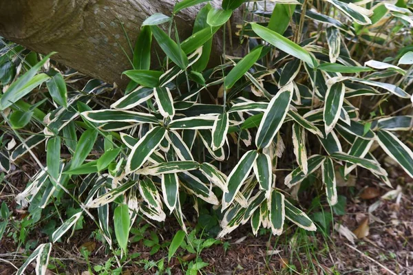 Kuma Bambusowa Trawa Sasa Veitchii Wiecznie Zielony Bambus Poaceae Działa — Zdjęcie stockowe