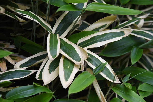 Kuma Bamboo Grass Sasa Veitchii Poaceae Evergreen Bamboo Has Strong — Foto de Stock