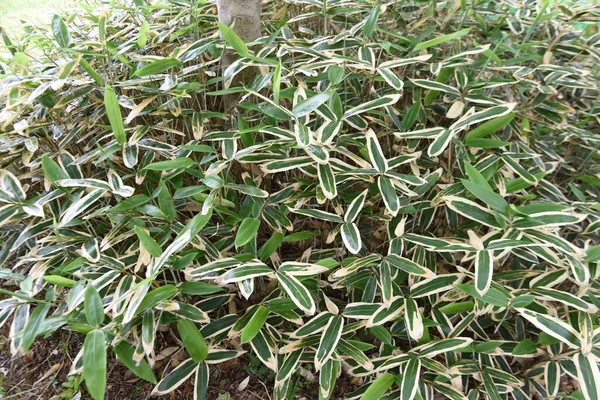 Кума Бамбукова Трава Sasa Veitchii Вічнозелений Бамбук Poaceae Має Сильну — стокове фото