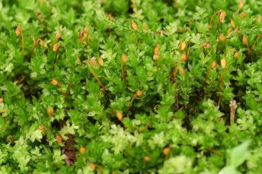 Yosun yetiştirme sahnesi. Yosun Japon tarzı bahçeler ve bonsai için geleneksel Japon kültürünün estetik bir anlayışı olarak kullanılır.