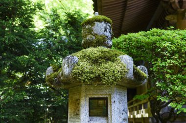 Yosun yetiştirme sahnesi. Yosun Japon tarzı bahçeler ve bonsai için geleneksel Japon kültürünün estetik bir anlayışı olarak kullanılır.