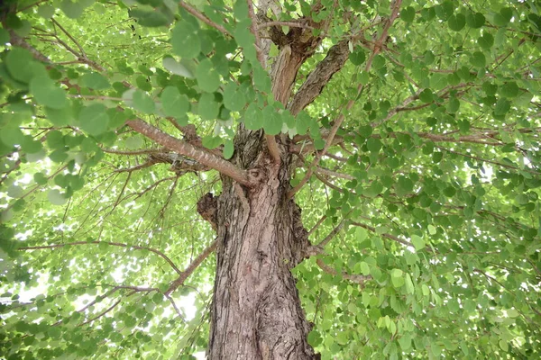 Katsura Strom Japonský Jidáš Strom Svěží Zelený Cercidiphyllaceae Listnatý Strom — Stock fotografie