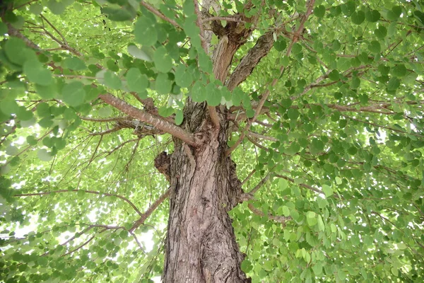 Katsura Judas Japonais Vert Frais Cercidiphyllaceae Arbre Caduc Arbres Jardin — Photo