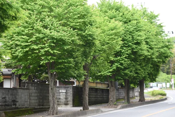 Δέντρο Katsura Ιαπωνικό Δέντρο Judas Φρέσκο Πράσινο Cercidiphyllaceae Φυλλοβόλο Δέντρο — Φωτογραφία Αρχείου