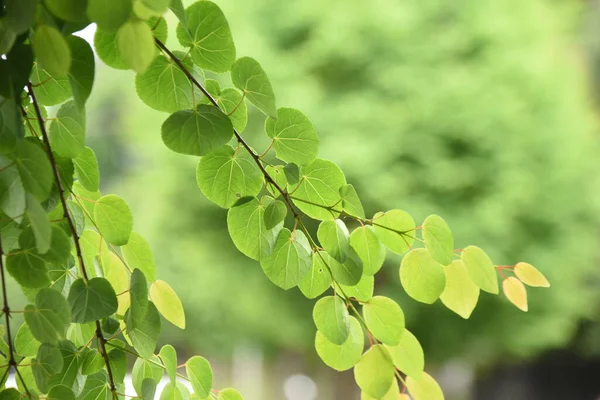 Katsura Tree Japanese Judas Tree Fresh Green Cercidiphyllaceae Deciduous Tree — стокове фото