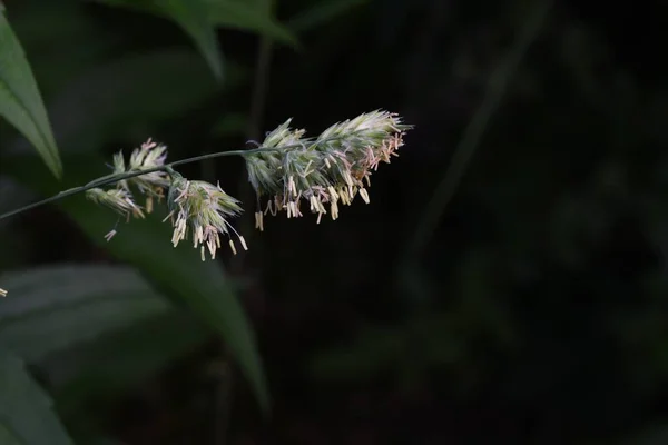 Άνθη Αγριόχορτου Αγριόχορτο Πολυετή Φυτά Poaceae Περίοδος Ανθοφορίας Είναι Από — Φωτογραφία Αρχείου