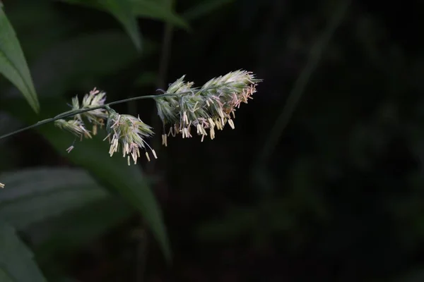 Orchard Grass Cock Foot Grass Flowers Poaceae Perennial Plants Flowering — Stock Photo, Image