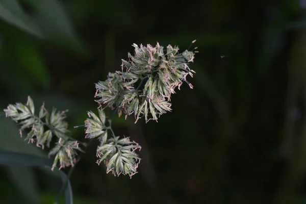 Gyümölcsös Kakas Láb Virágok Poaceae Évelő Növények Virágzási Időszak Májustól — Stock Fotó