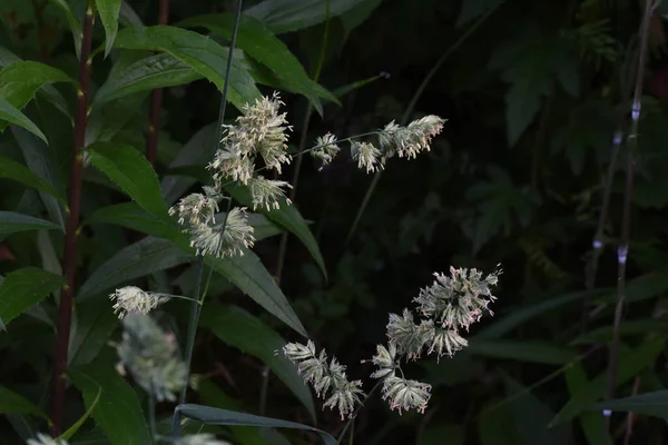 果樹園の草 コックの足草 多年草の植物 開花期は5月から7月で 花粉症の原因です — ストック写真