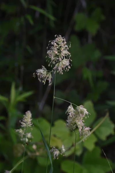 Herbe Verger Cock Foot Grass Fleurs Poaceae Plantes Vivaces Saison — Photo