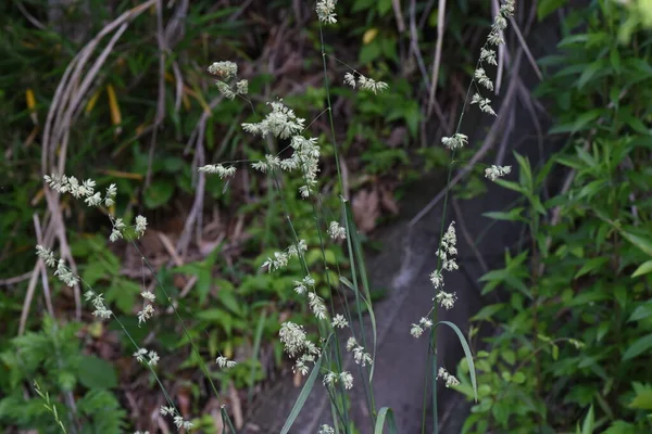 Άνθη Αγριόχορτου Αγριόχορτο Πολυετή Φυτά Poaceae Περίοδος Ανθοφορίας Είναι Από — Φωτογραφία Αρχείου