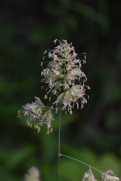 Άνθη Αγριόχορτου Αγριόχορτο Πολυετή Φυτά Poaceae Περίοδος Ανθοφορίας Είναι Από — Φωτογραφία Αρχείου
