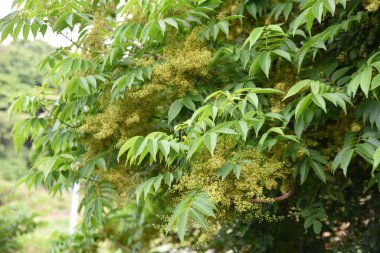 Rhus Sylvestris ağacı ve çiçekler. Anacardiaceae yaprak döken ve diyotik ağaç. Sarı-yeşil çiçekler Mayıs 'ta açar.