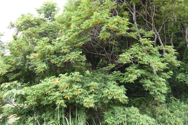 Rhus Sylvestris Drzewo Kwiaty Anacardiaceae Drzewo Liściaste Dwulicowe Żółto Zielone — Zdjęcie stockowe
