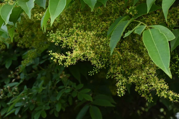 Rhus Sylvestris Drzewo Kwiaty Anacardiaceae Drzewo Liściaste Dwulicowe Żółto Zielone — Zdjęcie stockowe