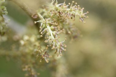 Dut çiçekleri. Moraceae yaprak döken çalı. Nisanda, soluk sarı çiçekler dikenlere bağlanmış..