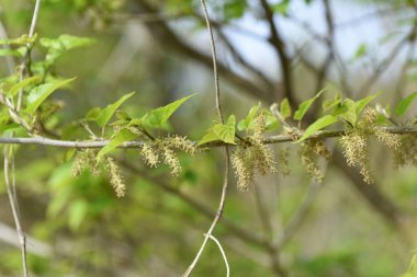 Dut çiçekleri. Moraceae yaprak döken çalı. Nisanda, soluk sarı çiçekler dikenlere bağlanmış..