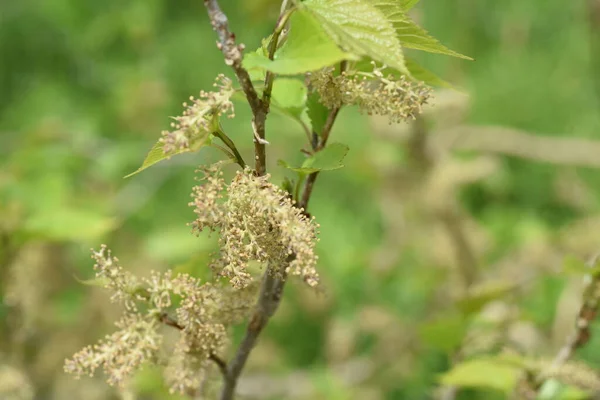 Mulberry Flowers Moraceae Deciduous Shrub April Pale Yellow Florets Attached — Stock Photo, Image