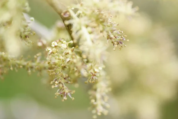 Szamóca Virágok Moraceae Lombhullató Cserje Április Körül Halványsárga Virágokat Ragasztanak — Stock Fotó