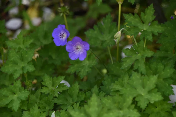 Cranesbill Geranium Rozanne Virágok Geraniaceae Évelő Növények Ötszirmú Virágok Nyílnak — Stock Fotó