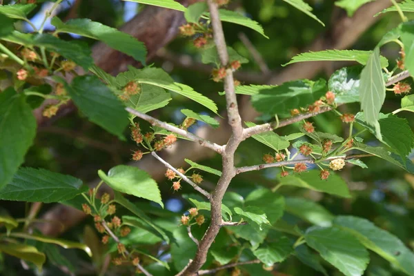 Mulberry Moraceae Arbusto Decíduo Bagas Amadurece Vermelho Preto Início Verão — Fotografia de Stock