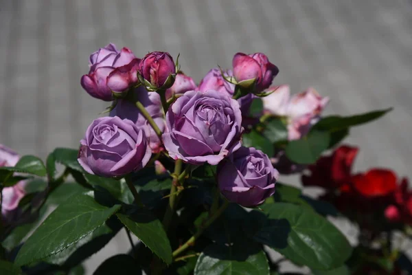 Widok Ogród Różany Maju Róże Zaczynają Kwitnąć Wszystkie Naraz Widać — Zdjęcie stockowe