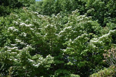 Cornus kousa (Japon çiçekli köpek ağacı) çiçekleri. Cornaceae yaprak döken ağacı. Çiçek açma mevsimi Mayıs 'tan Temmuz' a kadar..