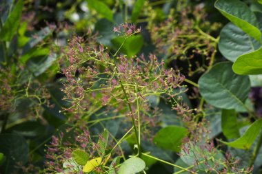Yaz başında ağaç çiçeği tüttürmek. Anacandiaceae dioecious yaprak döken ağaç. Çiçek açma mevsimi Mayıs 'tan Ağustos' a kadardır..