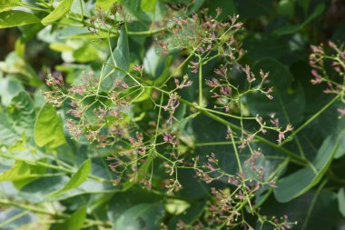 Yaz başında ağaç çiçeği tüttürmek. Anacandiaceae dioecious yaprak döken ağaç. Çiçek açma mevsimi Mayıs 'tan Ağustos' a kadardır..