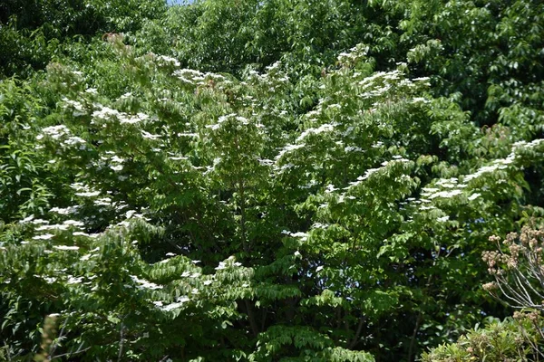 Cornus Kousa Японські Квітучі Сосиски Квіти Корнусоподібні Листяні Дерева Сезон — стокове фото