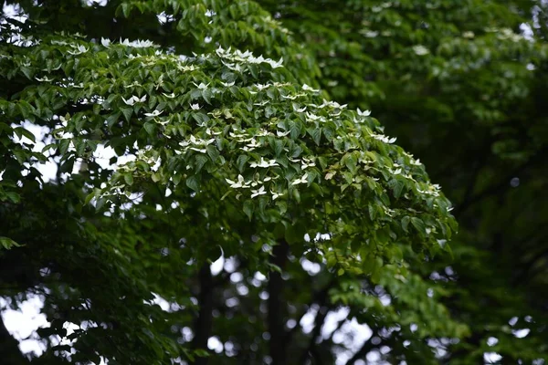 Cornus Kousa Cornouiller Japonais Fleurs Cornaceae Arbre Feuilles Caduques Saison — Photo