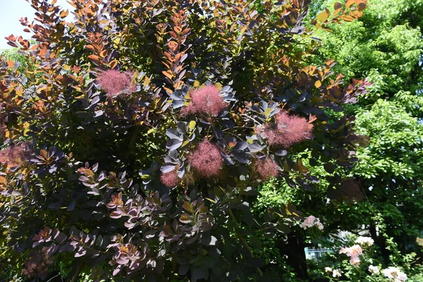 Fumez Des Fleurs Arbres Début Été Anacandiaceae Arbre Feuilles Caduques — Photo