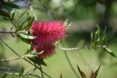 Şişe fırçası (Callistemon Specosus) çiçekleri. Avustralya 'ya özgü. Myrtaceae her zaman yeşil ağaç. Mayıs 'tan Haziran' a kadar çiçek açan.