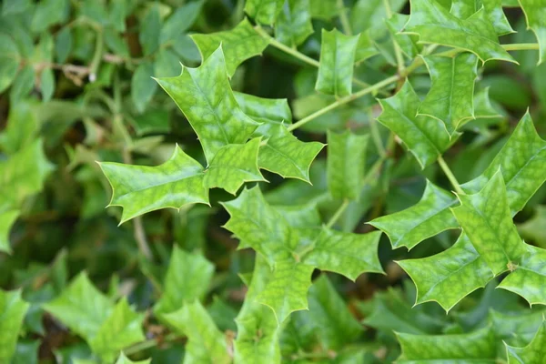 Ilex Cornuta Китайська Голлі Листя Aquifoliaceae Dioecious Evergreen Чагарник Листя — стокове фото