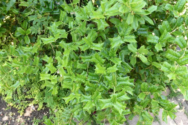 Ilex Cornuta Acebo Chino Hojas Aquifoliaceae Arbusto Siempreverde Dioico Las — Foto de Stock