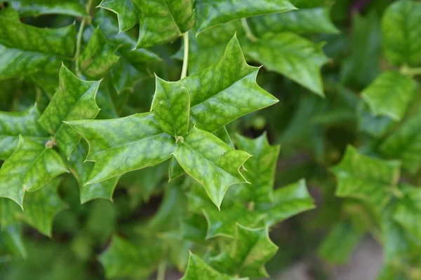 イレックス コルヌータ 中国のホリー アクイフォリア科の食性常緑低木 葉には大きな棘があり 果実は秋から冬に赤熟します — ストック写真