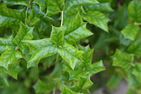 Ilex Cornuta Κινεζική Αγία Φύλλα Υδροφύλλωμα Δίοικο Αειθαλής Θάμνος Φύλλα — Φωτογραφία Αρχείου