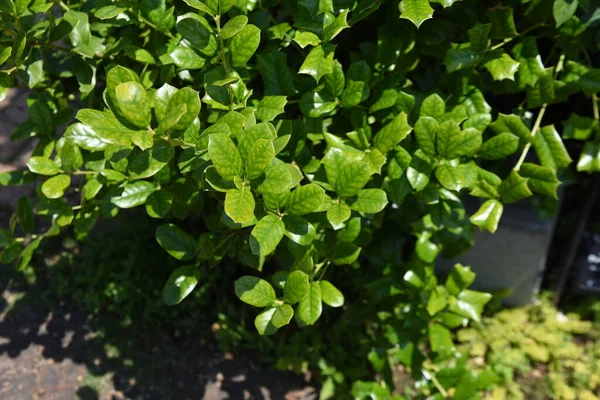 Ilex Cornuta Chińska Świętość Liście Aquifoliaceae Dioecious Wiecznie Zielony Krzew — Zdjęcie stockowe