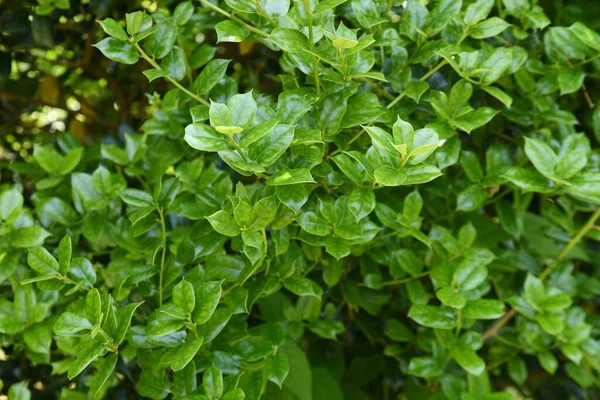 Ilex Cornuta Chińska Świętość Liście Aquifoliaceae Dioecious Wiecznie Zielony Krzew — Zdjęcie stockowe