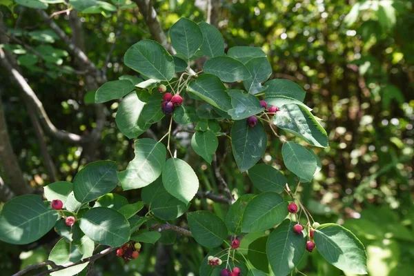 Plody Druhu Amelanchier Canadensis Juneberry Rosaceae Listnatý Ovocný Strom Bílé — Stock fotografie