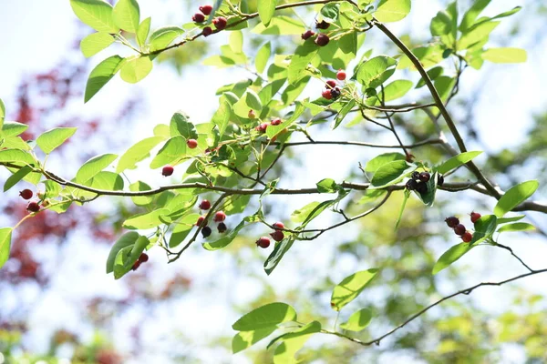 Amelanchier Canadensis Juneberry Ягоди Розові Листяні Плодові Дерева Білі Квіти — стокове фото