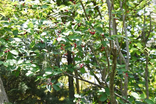 Amelanchier Canadensis Juneberry Bogyók Rosaceae Lombhullató Gyümölcsfa Fehér Virágok Virágoznak — Stock Fotó