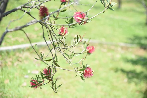 Flesborstel Callistemon Speciosus Bloemen Inheems Australië Myrtaceae Groenblijvende Boom Bloei — Stockfoto