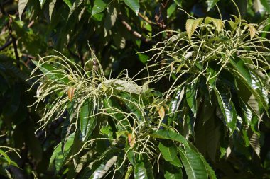 Japon kestane çiçekleri. Fagaceae yapraklı meyve ağacı. Çiçek açma mevsimi Mayıs 'tan Haziran' a kadar..