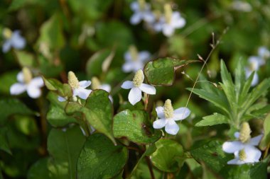 Nane balıklı çiçekler. Sauraceae daimi bitkileri. Sulak alanların gölgesinde yetişir ve tuhaf bir koku yayar. Çiçek açma mevsimi Mayıs 'tan Ağustos' a kadardır. Malzemeler ve tıbbi malzemeler.