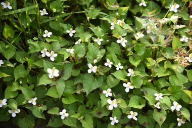 Nane balıklı çiçekler. Sauraceae daimi bitkileri. Sulak alanların gölgesinde yetişir ve tuhaf bir koku yayar. Çiçek açma mevsimi Mayıs 'tan Ağustos' a kadardır. Malzemeler ve tıbbi malzemeler.