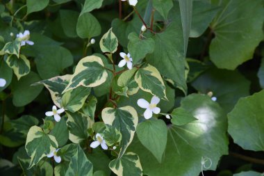 Nane balıklı çiçekler. Sauraceae daimi bitkileri. Sulak alanların gölgesinde yetişir ve tuhaf bir koku yayar. Çiçek açma mevsimi Mayıs 'tan Ağustos' a kadardır. Malzemeler ve tıbbi malzemeler.