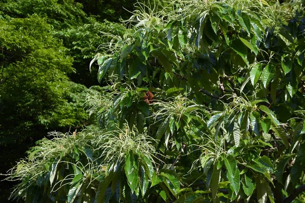 Японские Каштановые Цветы Fagaceae Листопадное Фруктовое Дерево Цветочный Сезон Мая — стоковое фото