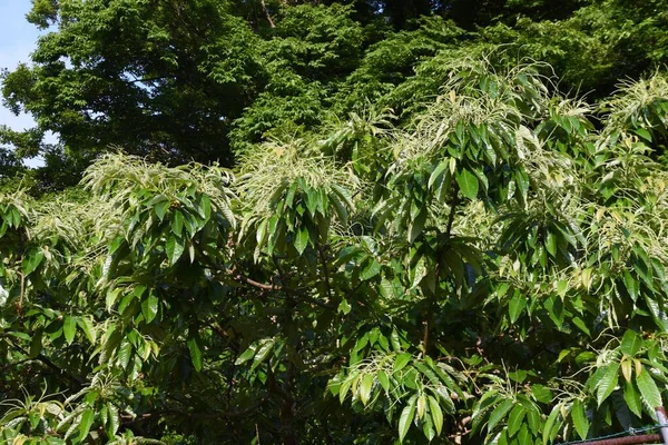 Flores Castaño Japonés Fagaceae Árbol Frutal Caducifolio Temporada Floración Mayo —  Fotos de Stock