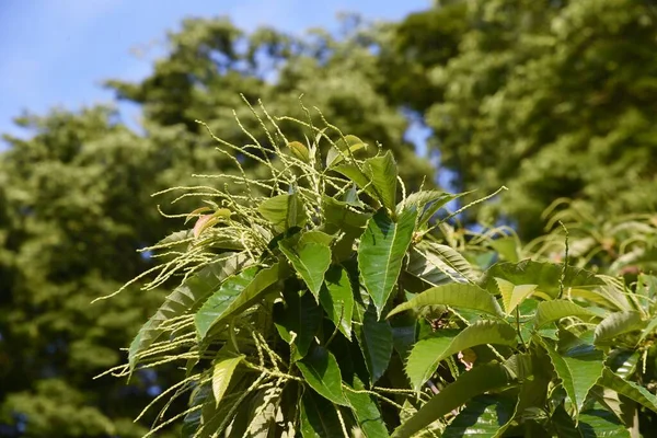 Japanese Chestnut Flowers Fagaceae Deciduous Fruit Tree Flowering Season May — Stock Photo, Image